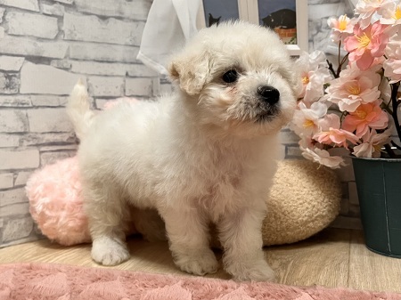 �r�V�����E�t���[�[