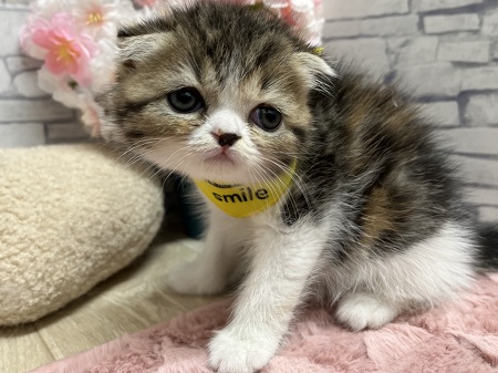 �X�R�e�B�b�V���t�H�[���h