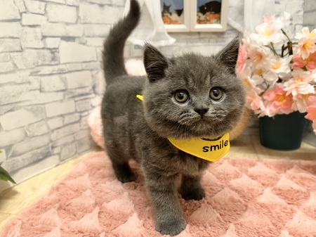 �u���e�B�b�V���V���[�g�w�A