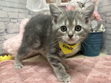 �A�����J���V���[�g�w�A