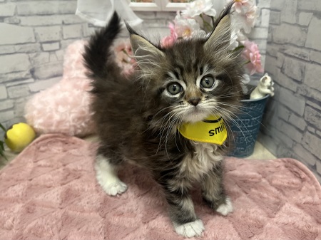 ���C���N�[��