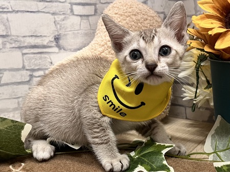 �V���K�v�[��