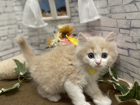 �}���`�J�������O�w�A�[�i�����j