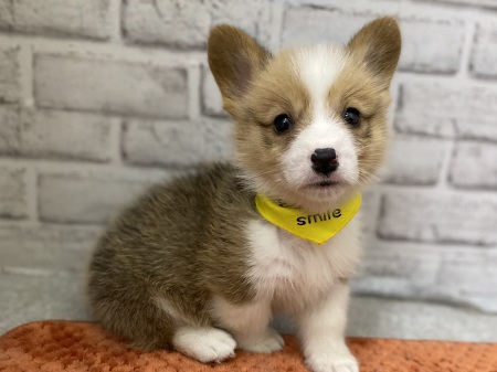 �E�F���V���E�R�[�M�[�E�y���u���[�N