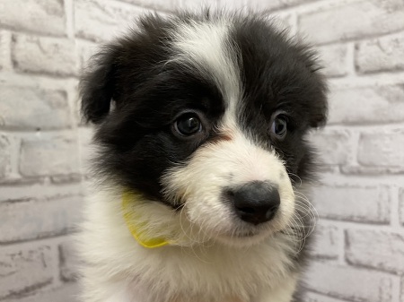 �{�[�_�[�E�R���[