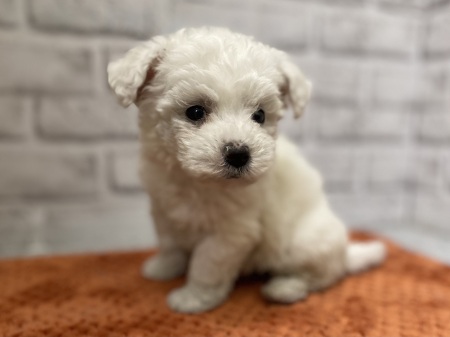 �r�V�����E�t���[�[