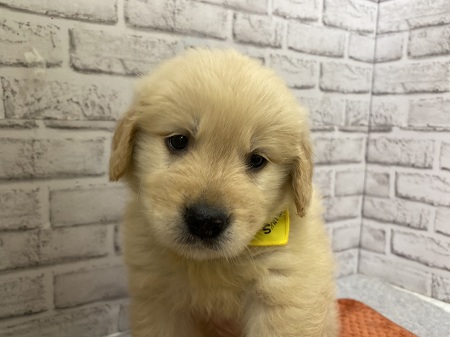 �S�[���f���E���g���o�[