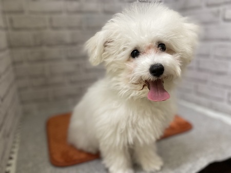 �r�V�����E�t���[�[