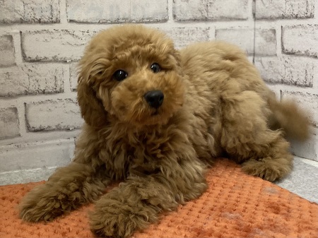 �g�C�v�[�h��