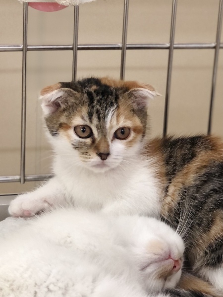 ショップ一覧 ペットマンほっかいどう 北海道 ペットショップとペットの総合情報サイト