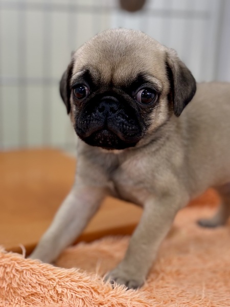 pO
