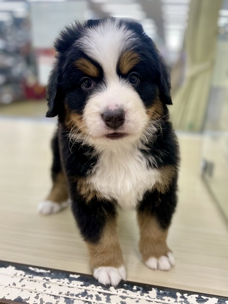 �o�[�j�[�Y�E�}�E���e���E�h�b�O