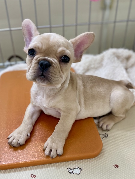 �t�����`�E�u���h�b�O