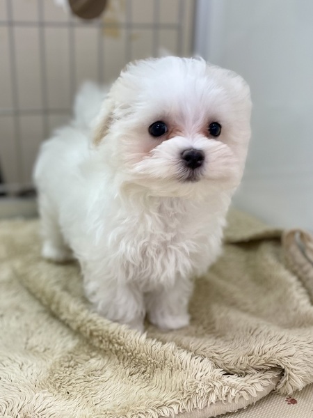 �~�b�N�X(�`�����~�}���`�[�Y)