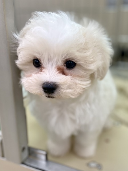 �~�b�N�X(�`�����~�}���`�[�Y)