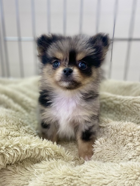 �~�b�N�X(�`�����~�|�����j�A��)