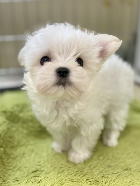 �~�b�N�X(�`�����~�}���`�[�Y)