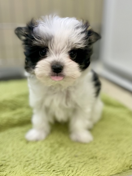 �~�b�N�X(�`�����~�}���`�[�Y)