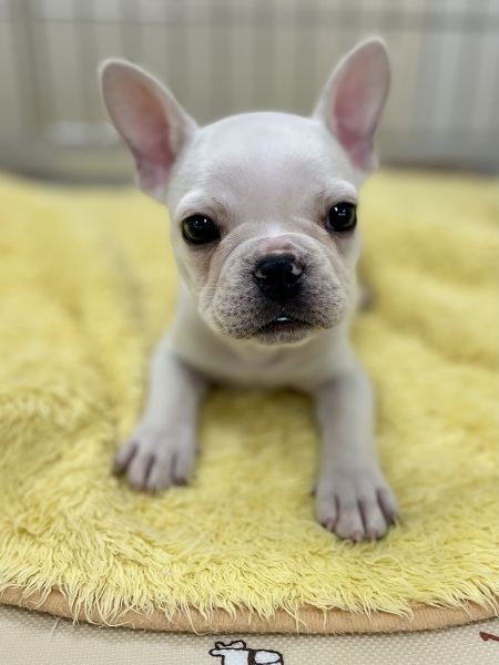 �t�����`�E�u���h�b�O