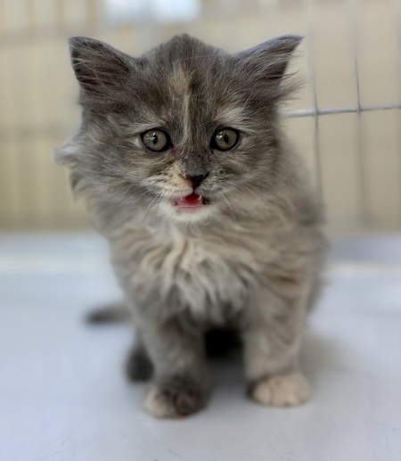 �~�b�N�X(�T�C�x���A���~�~�k�G�b�g)