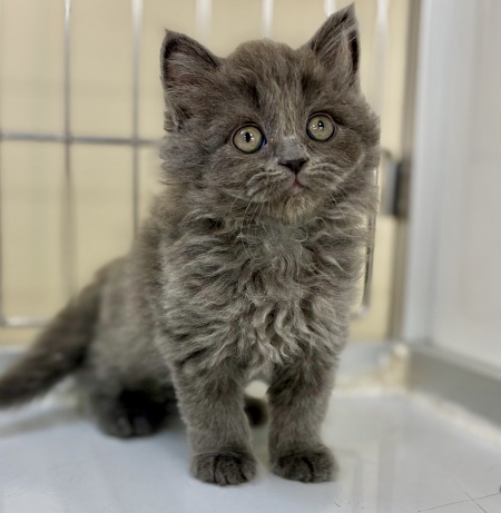 �~�b�N�X(�T�C�x���A���~�~�k�G�b�g)