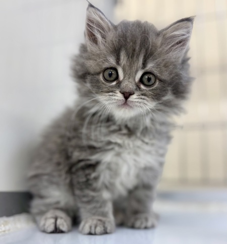 �~�b�N�X(�T�C�x���A���~�~�k�G�b�g)