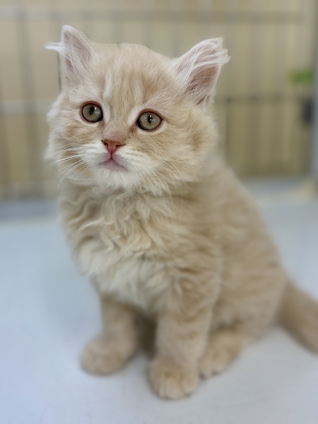 �~�b�N�X(�T�C�x���A���~�~�k�G�b�g)