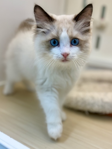 ���O�h�[��