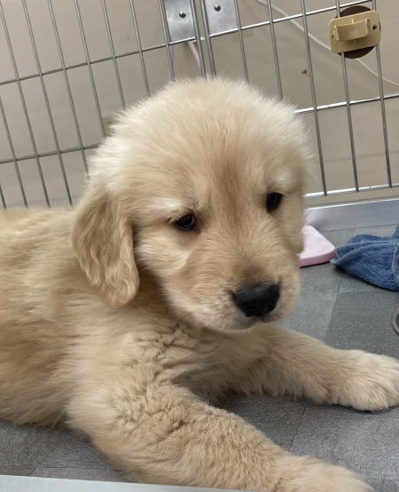 �S�[���f���E���g���o�[