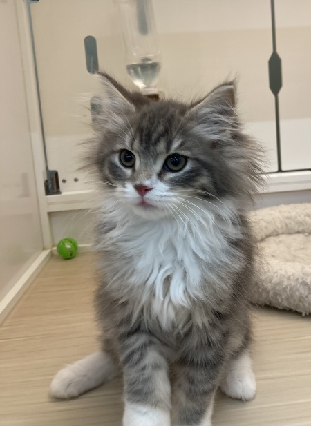 �T�C�x���A��