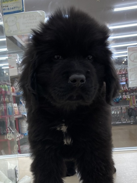 �j���[�t�@���h�����h