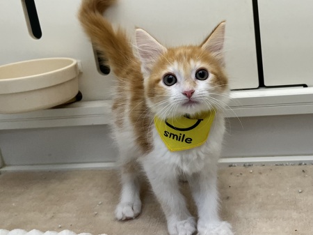 ���C���N�[��