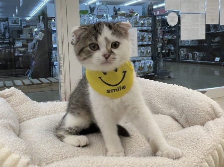 �X�R�e�B�b�V���t�H�[���h