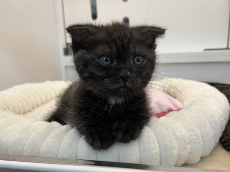 �X�R�e�B�b�V���t�H�[���h