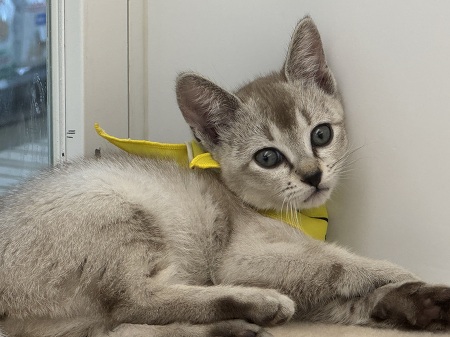 �V���K�v�[��