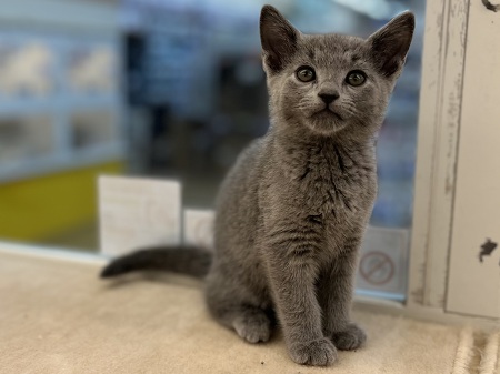 ���V�A���u���[