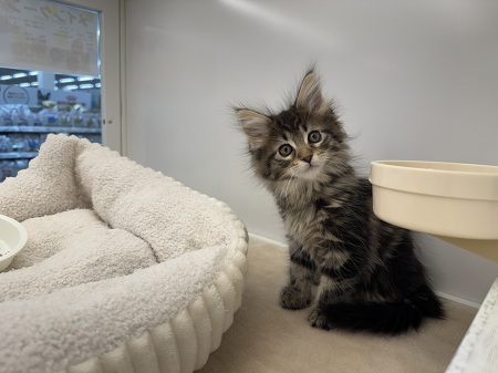 ���C���N�[��