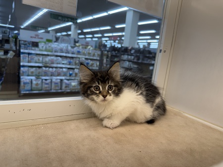 ���C���N�[��