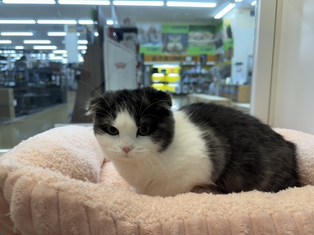 �X�R�e�B�b�V���t�H�[���h