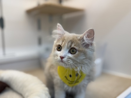 �T�C�x���A��