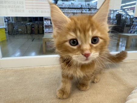 ���C���N�[��