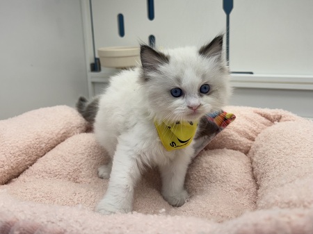 ���O�h�[��