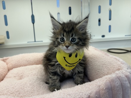 ���C���N�[��