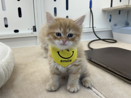 �T�C�x���A��