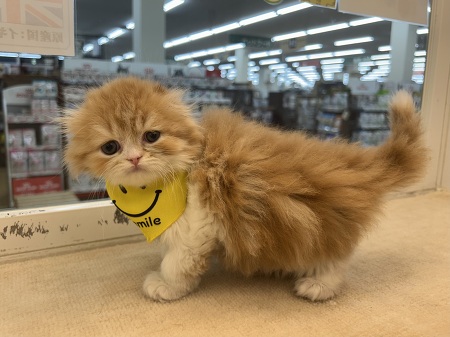 �X�R�e�B�b�V���t�H�[���h�����O�w�A�[