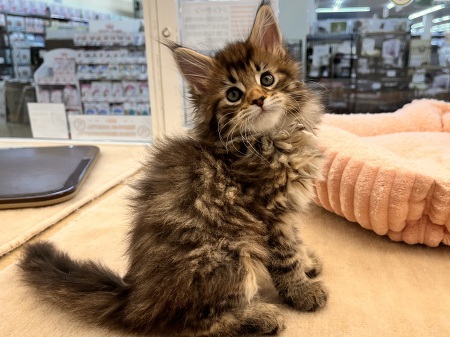 ���C���N�[��