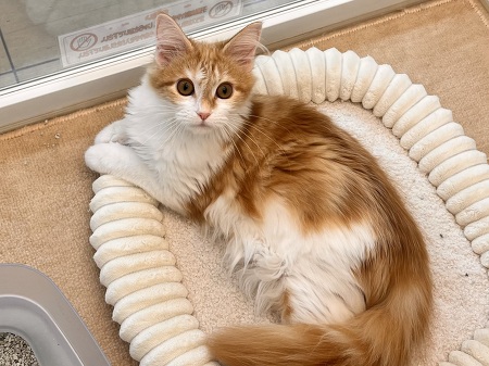 ���C���N�[��