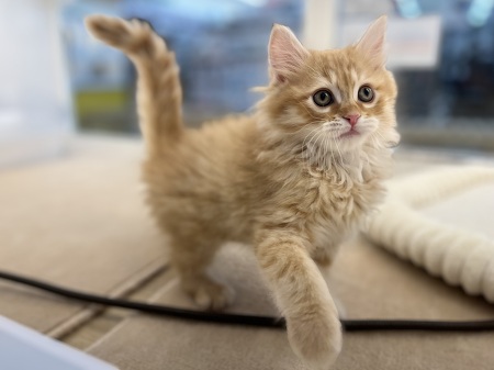 �T�C�x���A��