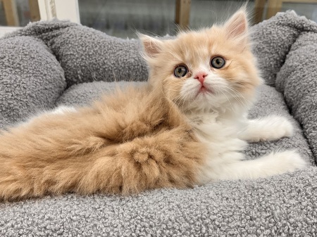 ���K�}�t�B��