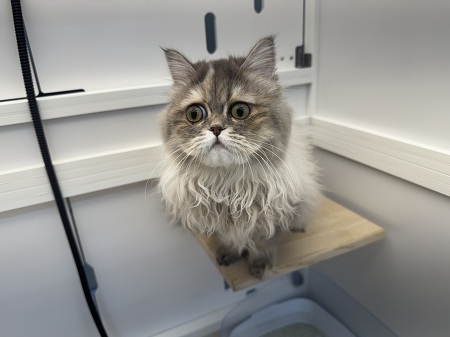 ���K�}�t�B��